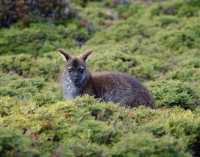 Wildlife along the Overland Track |  Matt Horspool